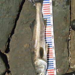 今日はトップオンリー